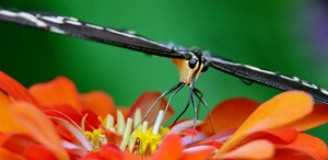 Stealth Butterfly