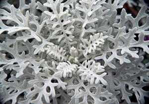 Dusty Miller