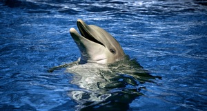 Dolphin