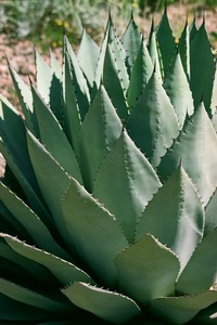 Agave