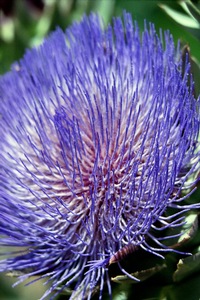 Artichoke Bloom