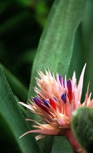 Pink Bromeliad
