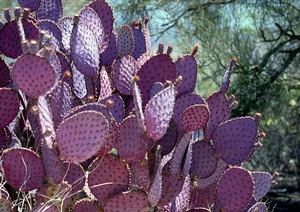 Purple Prickly Pear