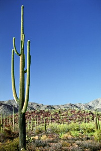 Cactus Land