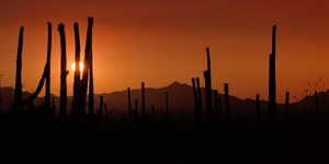 Saguaro Sunset