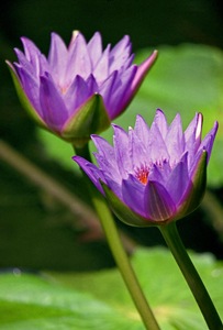 Purple Lily