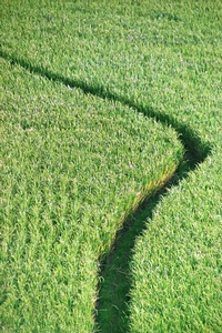 Rice Path