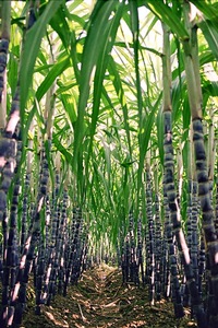 Sugar Cane
