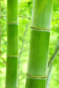 Young Bamboo