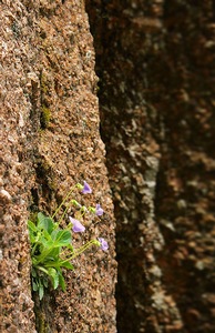 Cliff Violet