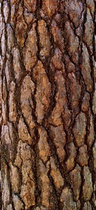 Sequoia Bark