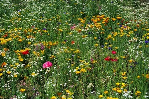 Wildflowers