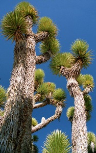 Yucca Tree