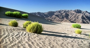 Desert Bush
