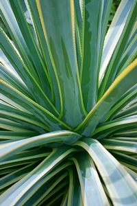 Variegated Agave