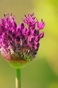 Young Allium