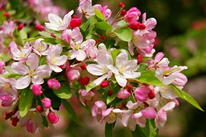 Apple Blossoms