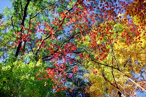 Autumn Above