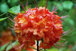 Orange Ball