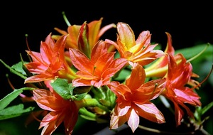 Azalea Bloom