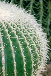 Barrel Cactus