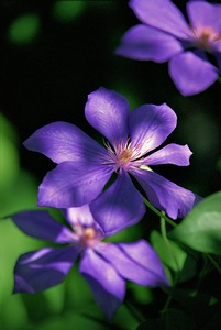 Shady Clematis