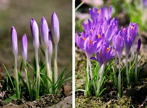 First Essence of Spring