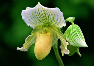 Cypripedium