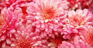Pink Dahlias
