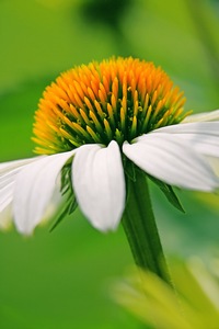 White Daisy 2