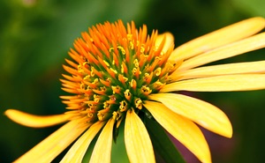 Yellow Daisy 1