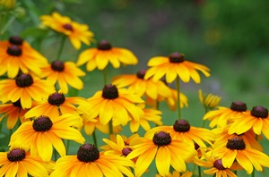 Yellow Daisy 2