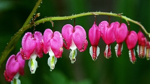 Dicentra