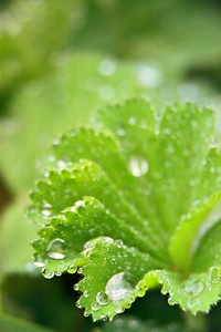 Ladies Mantle