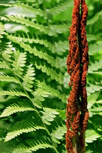 Cinnamon Fern