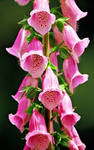 Foxglove