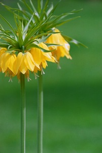 Fritillaria 1