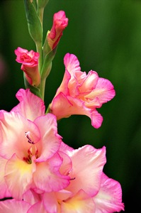 Pink Gladiolus