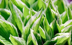 Hosta Dew