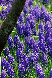Grape Hyacinth