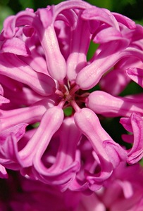 Top of the Hyacinth