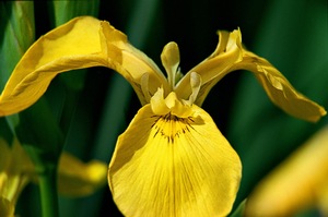 Kaempferi Iris