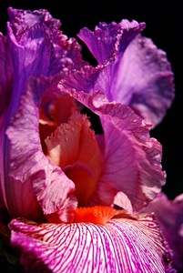 Ruffled Iris