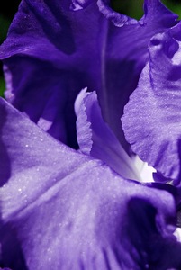 Purple Iris 1