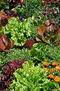 Lettuce Garden