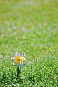 Lone Daffodil