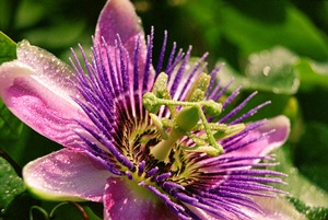 Passiflora