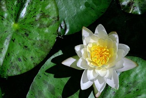 Pond Lily