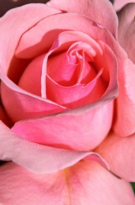 Ultimate Pink