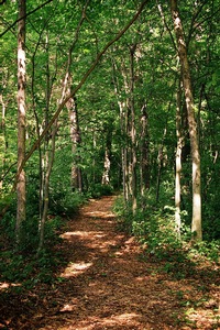 Woods Path 1